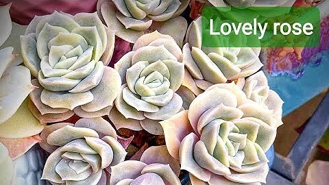 Names of Some Succulent Plants (ID) / Tên của một số loại sen đá