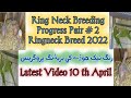 Ringneck Breeding Progress Pair # 2|Ringneck Breed 2022 Latest Video رنگ نیک جوڑے کی بریڈنگ پروگریس