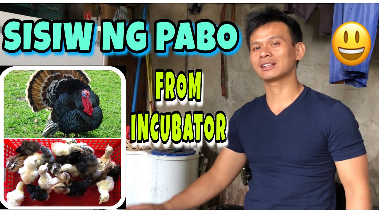 SISIW NG PABO GALING SA INCUBATOR | FREE RANGE CHICKEN | BUHAY