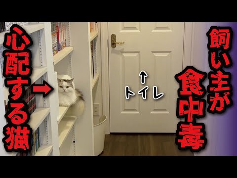 食中毒の飼い主をトイレの前で待ちつづける猫がこちら【関西弁でしゃべる猫】【猫アテレコ】