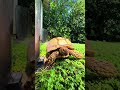 Otis’s enjoying the weather #turtle #tortoise #petlover #pets #rain #weather #rainyday #lovelypets