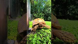Otis’s enjoying the weather #turtle #tortoise #petlover #pets #rain #weather #rainyday #lovelypets