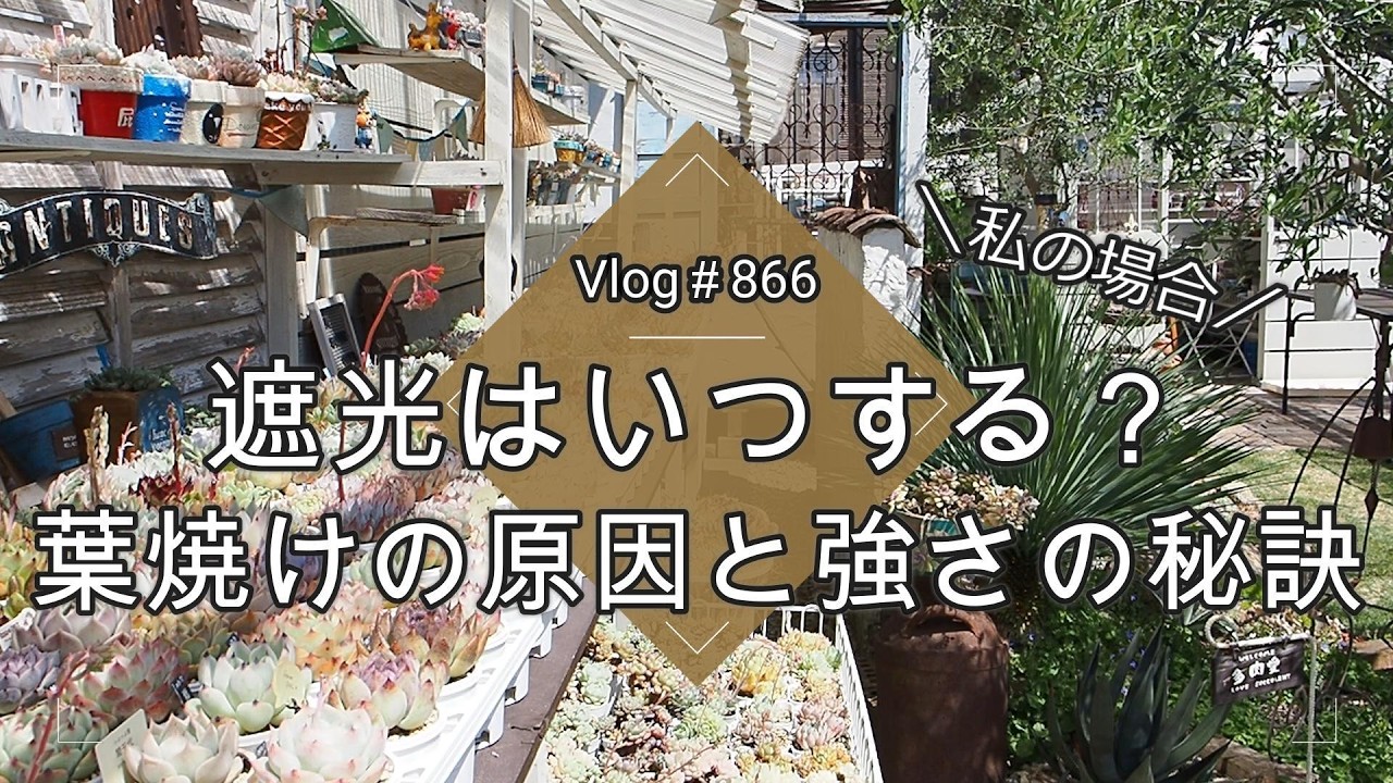 【Vlog866】【多肉植物】遮光はいつする?葉焼けの原因と強さの秘訣【私の場合】