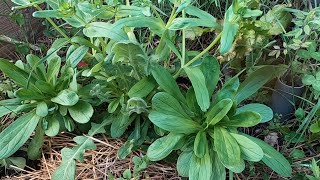 30.4.22 - Mâche, Comparatif De Pousses Selon Les Coffres