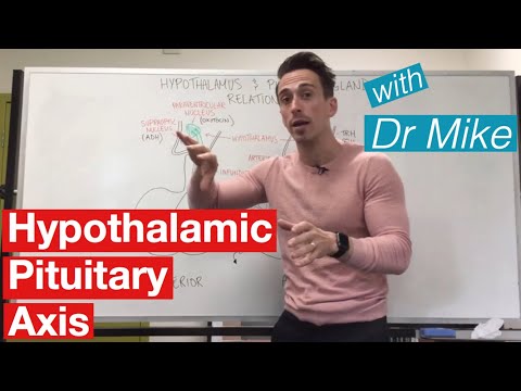 Hypothalamic Pituitary Axis | Endocrine System