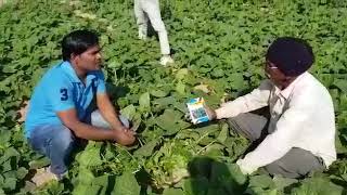 Cucumber swati seed radhi