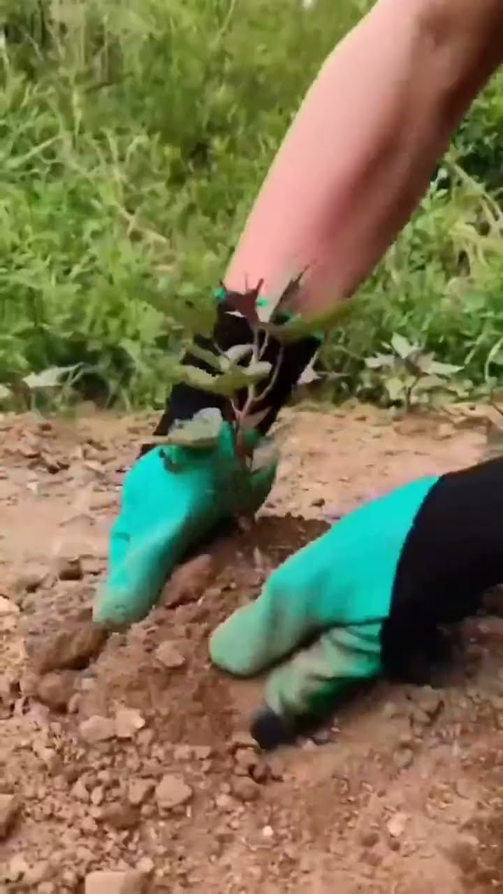 Product: Garden Rubber Gloves with Fingertips Claws