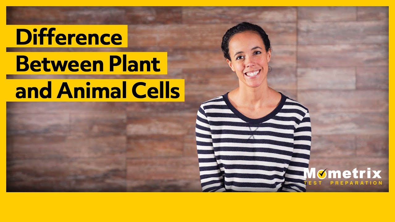 Difference Between Plant and Animal Cells