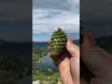 How To Make Pine Cone Syrup