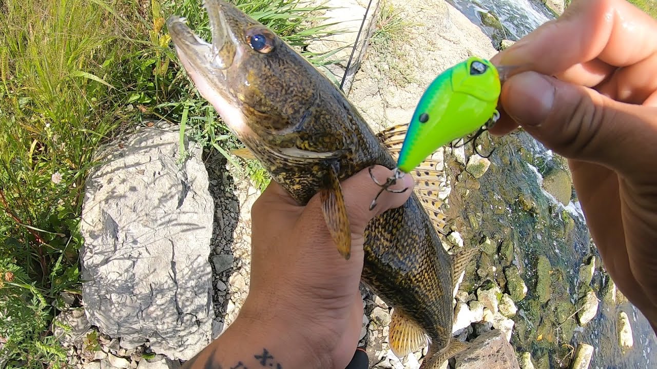 New Googan Baits mini banger catches sauger!