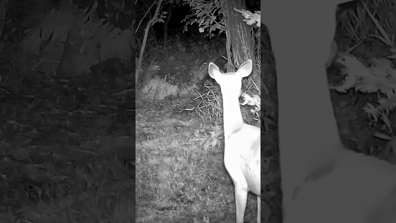 What It REALLY Means When a Deer Stomps & Snorts! 🦌 #shorts