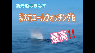 観光船はまなす　９月もマッコウクジラがいっぱい！！