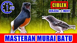 MASTERAN MURAI BATU - suara Ciblek Ngebren  jernih keras berjeda 1 menit FULL 1 JAM