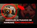 ANIMALES ACTUANDO DE MANERAS PERTURBADORAS Y EXTRAÑAS 💀