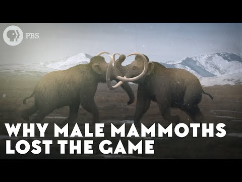 Video: Hunting For A Mammoth. Logic Versus Artifacts - Alternative View