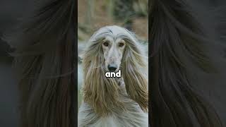Afghan Hounds temperament and characteristics #dogs #dog #doglover #dogsbreed