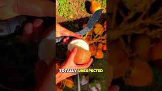 Zou je deze kokosnoot opeten? Wees eerlijk…