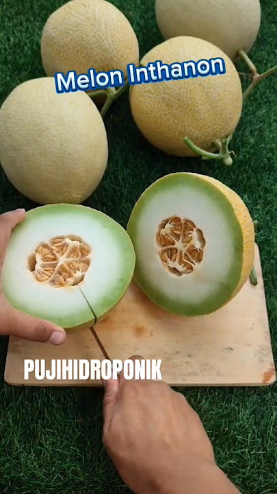 Umboxing Melon Inthanon Hidroponik !!! #melon #hidroponik