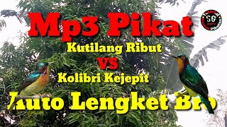 KOLIBRI MUNCANG KEJ³PIT,Vs Kutilang Nyerecet Ribut