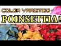 4 POINSETTIA  COLORS / VARIETIES   | PLANTS FOR CHRISTMAS HOLIDAY | pinas_goodtv #shorts