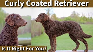 Curly Coated Retriever | Is It Right For You? by Stonnie Dennis 10,391 views 2 weeks ago 19 minutes