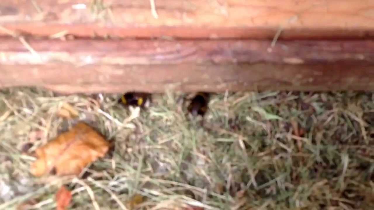 Bees nesting under my shed - YouTube