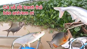 Câu cá trải nghiệm tại Mỹ Hoà Hưng - Câu cá tra sông Hậu mùa nước đổ.