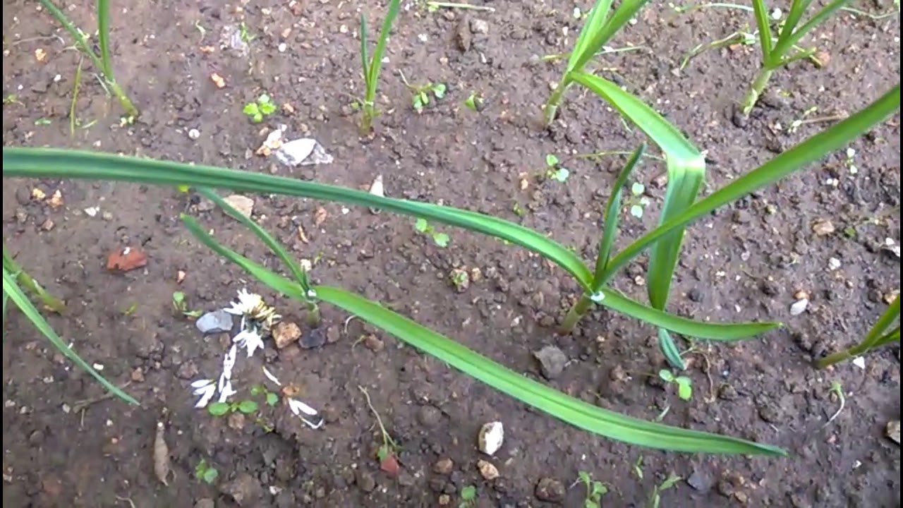 Growing Garlic Successfully