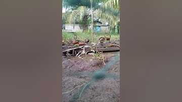 suara pikat burung belibis alis hitam 👍, mencoba tuk di ternak