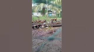 suara pikat burung belibis alis hitam 👍, mencoba tuk di ternak