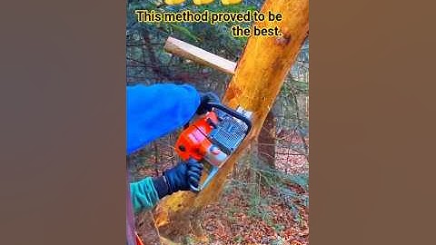 This method proved to be the best. #treeclimber #tree #sawwood #wood #woodworking #shortsfeed