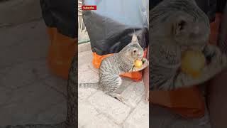 Cats fighting and fun | Gaplu Cats #play #funny #fighting