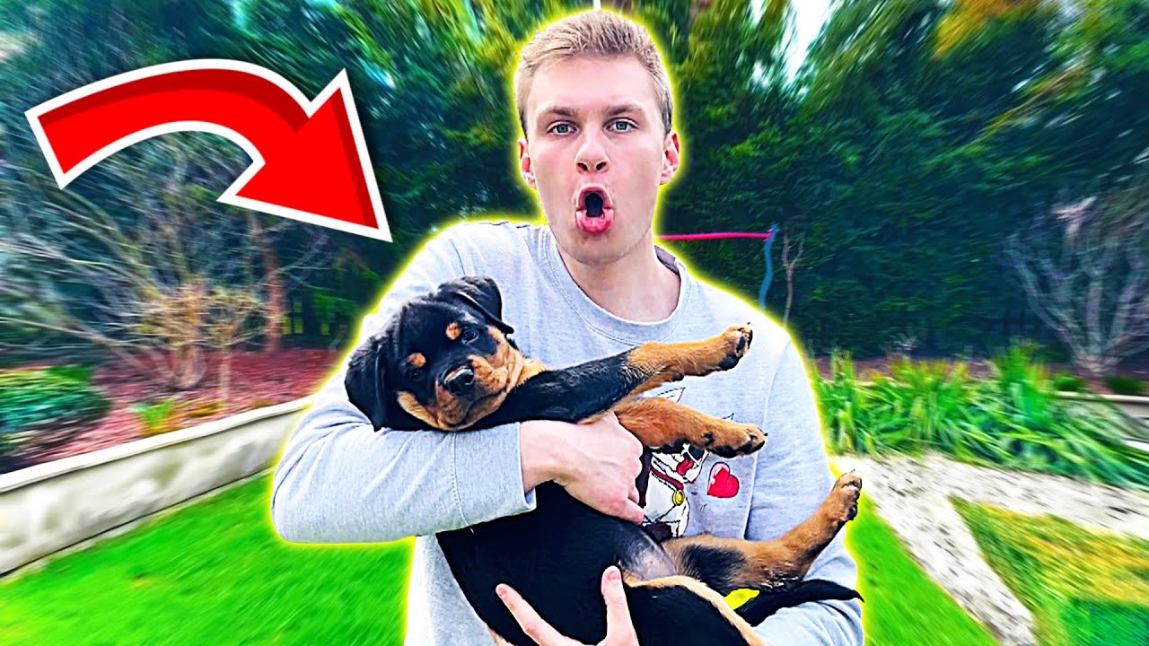 POZNAJCIE ABRĘ! (nowy piesek)