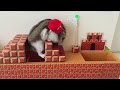 ハムマリオ002（ HAMUMARIO）Hamster Super Mario Bros. WORLD1-1