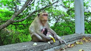 New Born Baby Monkey in First 2 Weeks. Net Worth