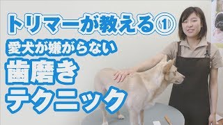 トリマーが教える①愛犬が嫌がらない歯磨きテクニック