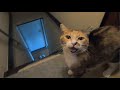 意思疎通が出来ると娘猫との暮らしはこうなる