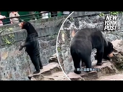 Chinese zoo forced to deny bear is a human in costume