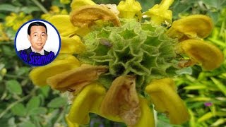 Sin Sisamuth | Chet Ors Sorng Khem | Khmer Old Song | Cambodia Music MP3