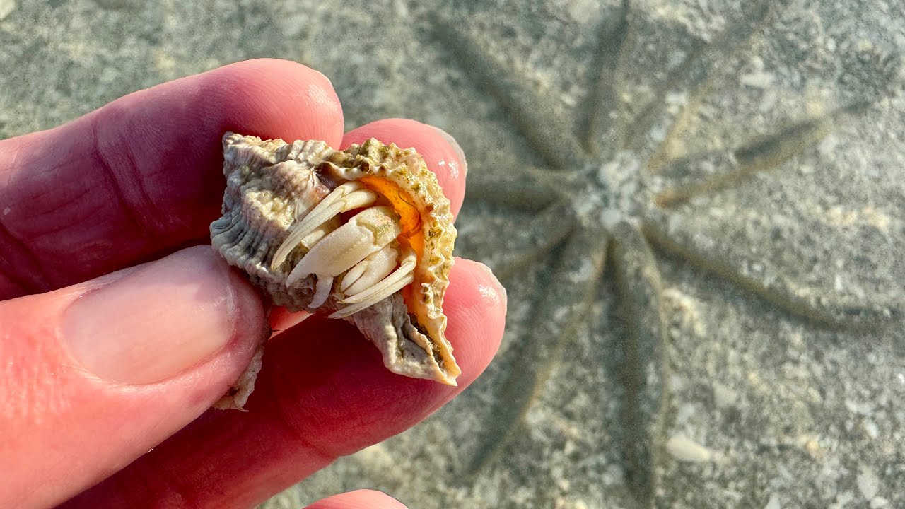 Пятничная утренняя прогулка Робба по пляжу Делнор-Уиггинс в Северном Нейплсе, Флорида | 27 феврал...