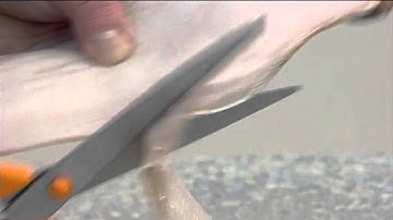 How to Skin and Trim a Whole Lemon Sole | 404