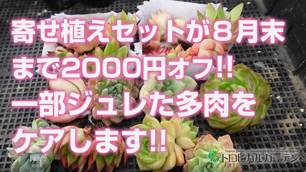 Succulents] Planter sets are 2000 yen off until the end of August