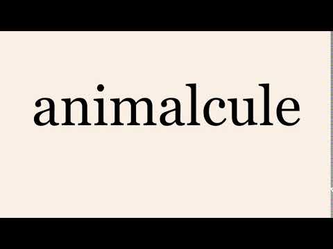 Vídeo: De onde veio a palavra animálculo?