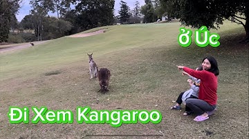 Kangaroo Trong Công Viên ở Úc