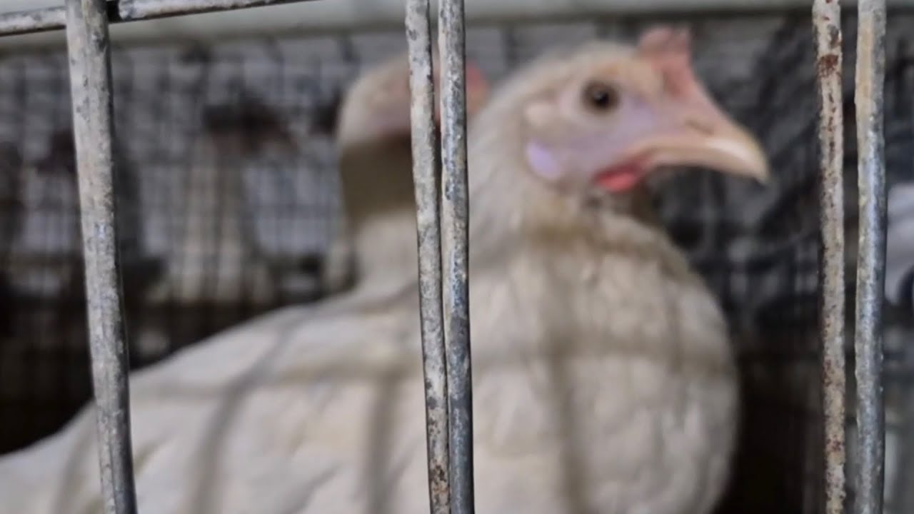 Тухум йуналишидаги жужалар сотуви!