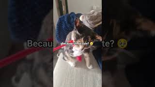 #kitten #cutepets#fyi fyi