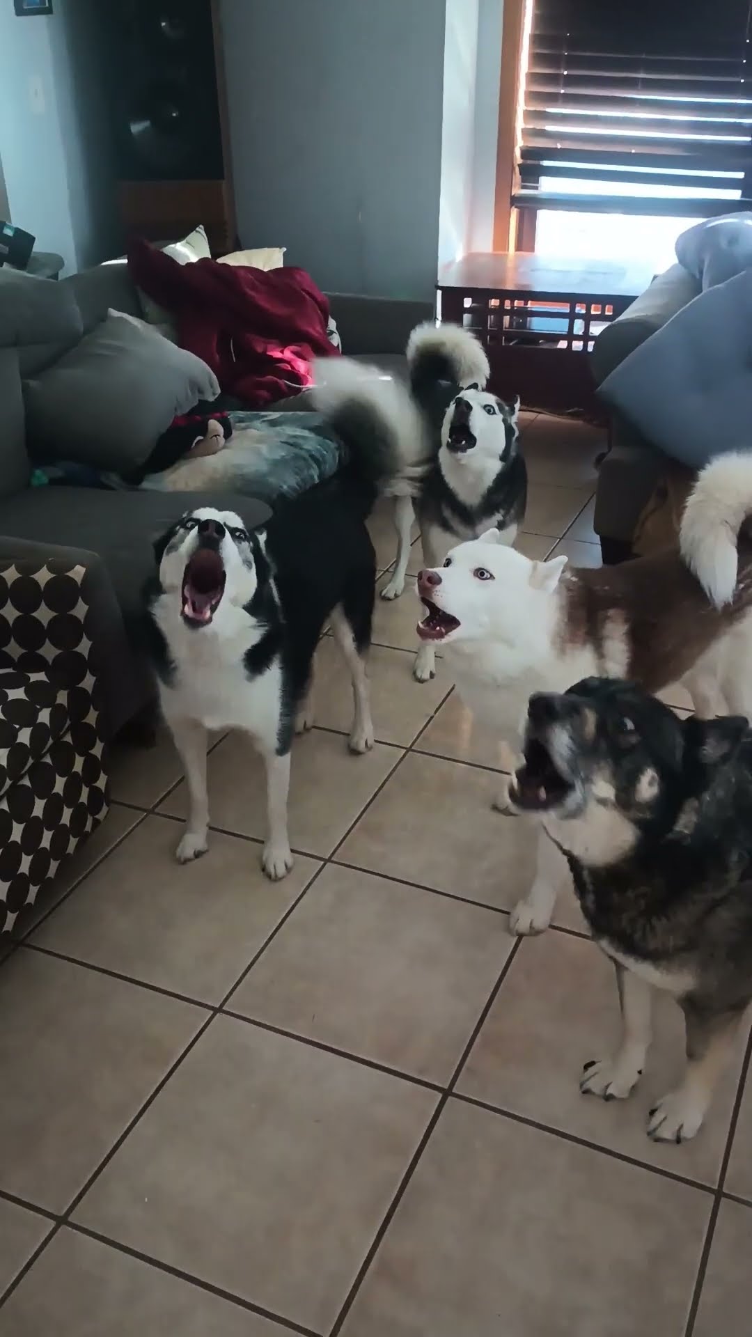 Thirteen Huskies Howl Together || ViralHog