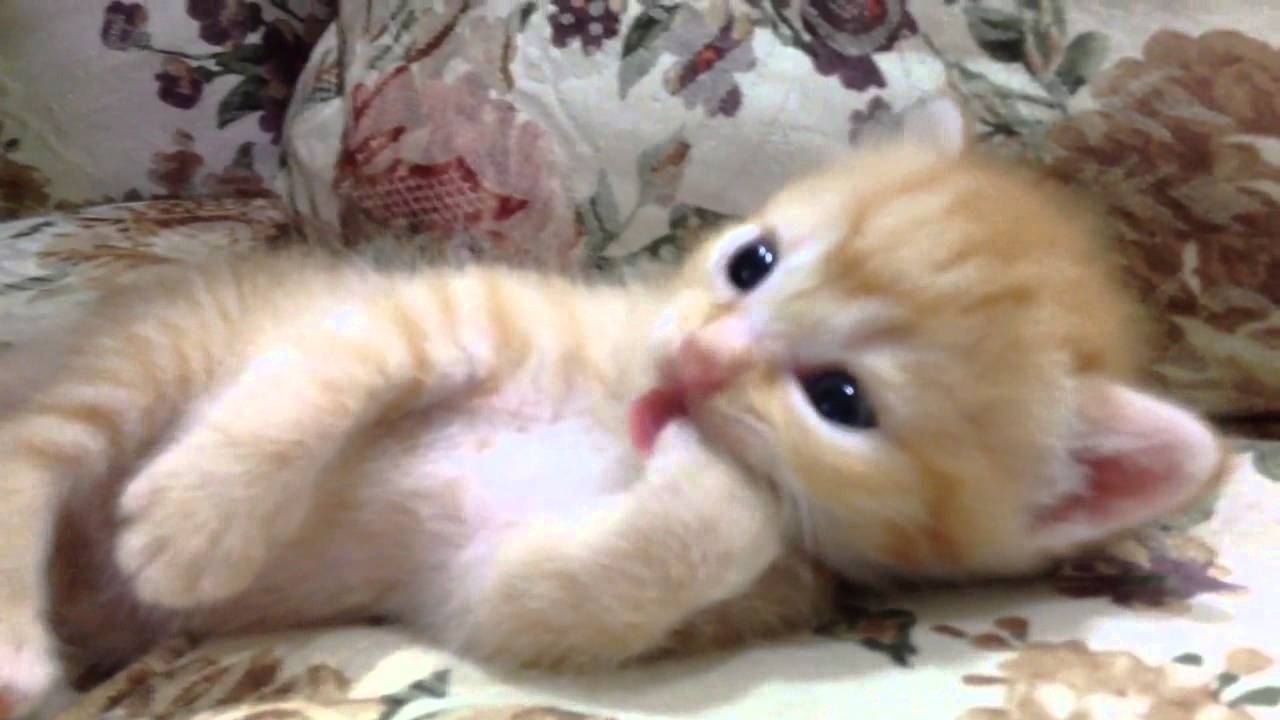 How To Tell If Your Cats A Boy Or Girl How To Tell If Your Cats A Boy Or Girl