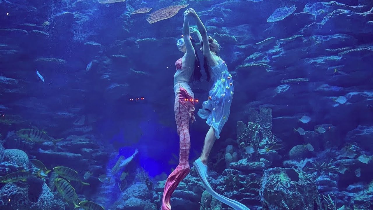 해운대 아쿠아리움 인어공연🧜🏻‍♀️