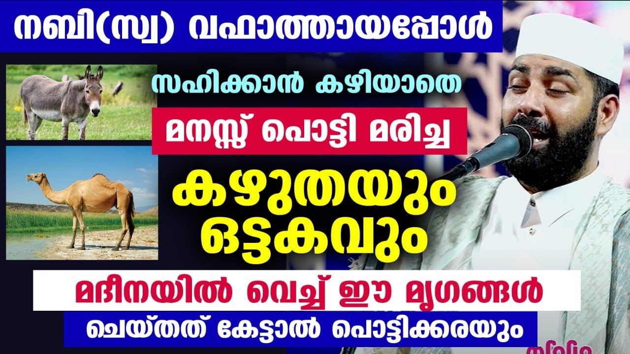 നബി(സ്വ) വഫാത്തായപ്പോൾ സഹിക്കാൻ കഴിയാതെ മനസ്സ് പൊട്ടി മരിച്ച കഴുതയും ഒട്ടകവും  Sirajudheen al qasimi